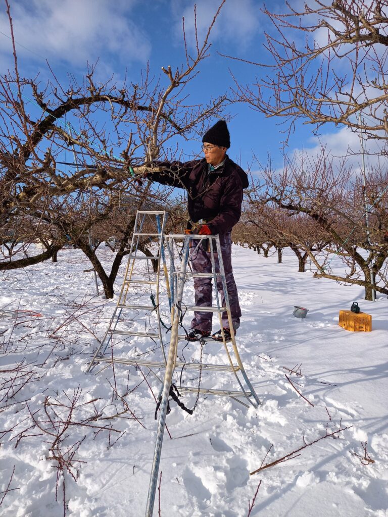 桃の木の剪定