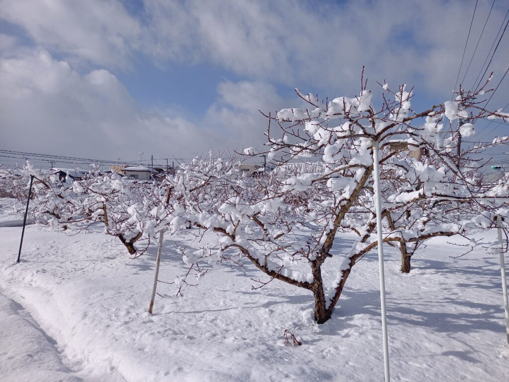 今日も、また積雪