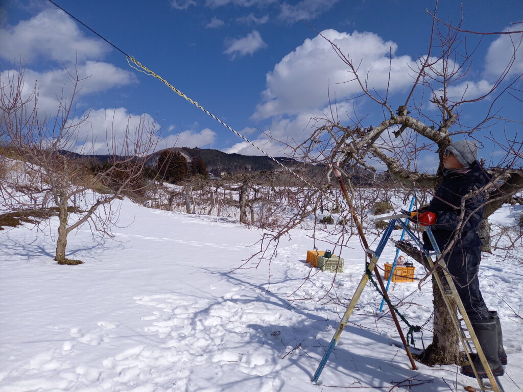 2月雪のりんご畑の空撮