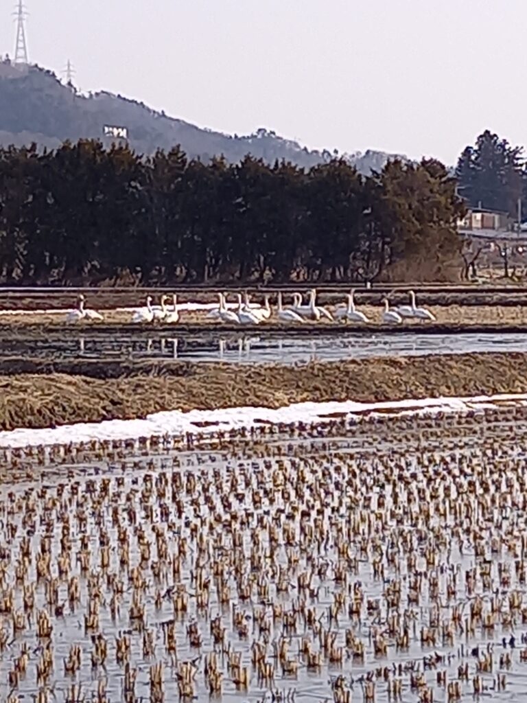 田んぼに白鳥が来ていました。