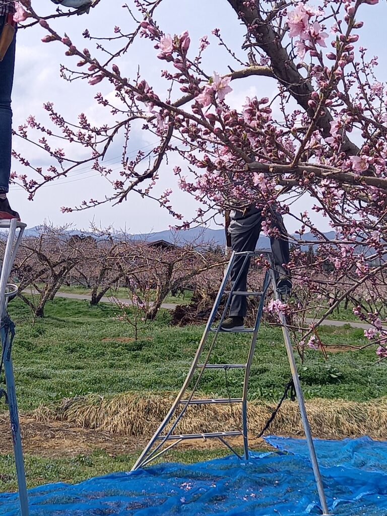 モモ、花粉採取のための蕾取り