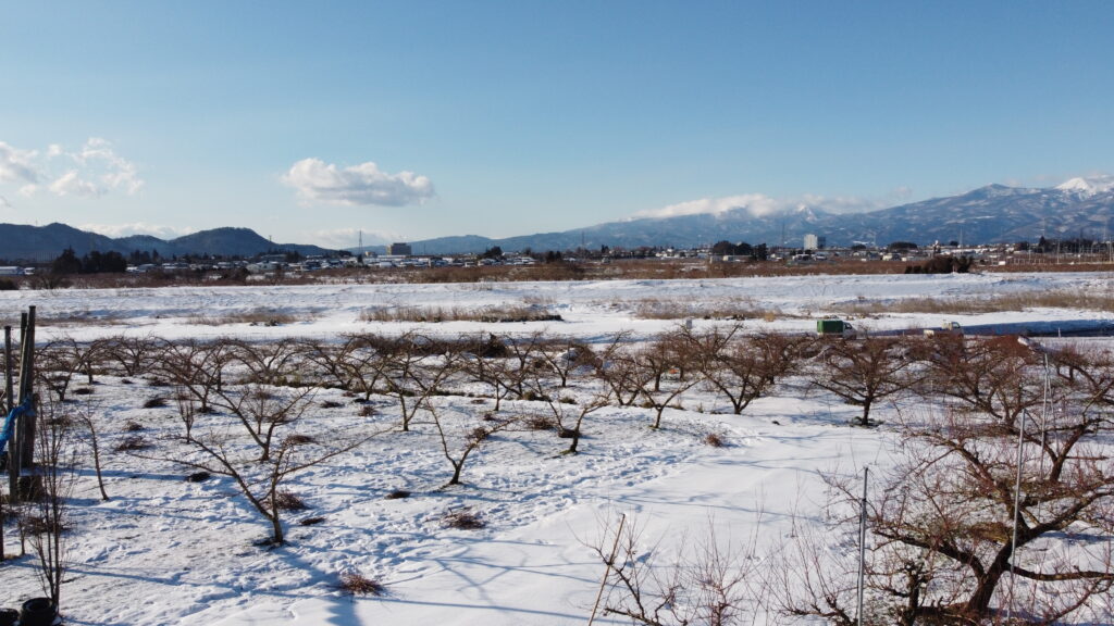 桃畑で剪定作業と雪景色を空撮