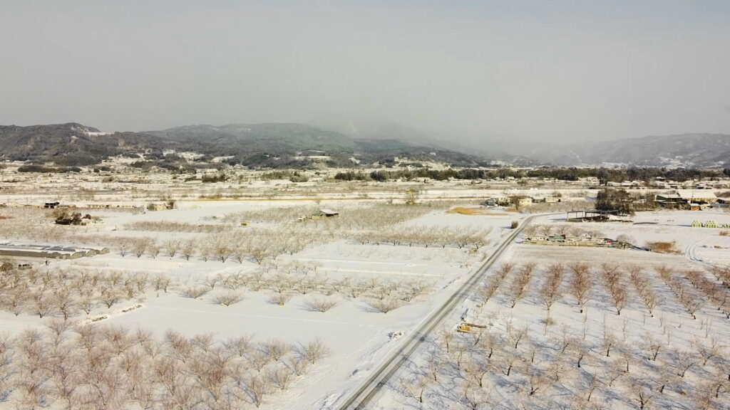 雪化粧、桃畑