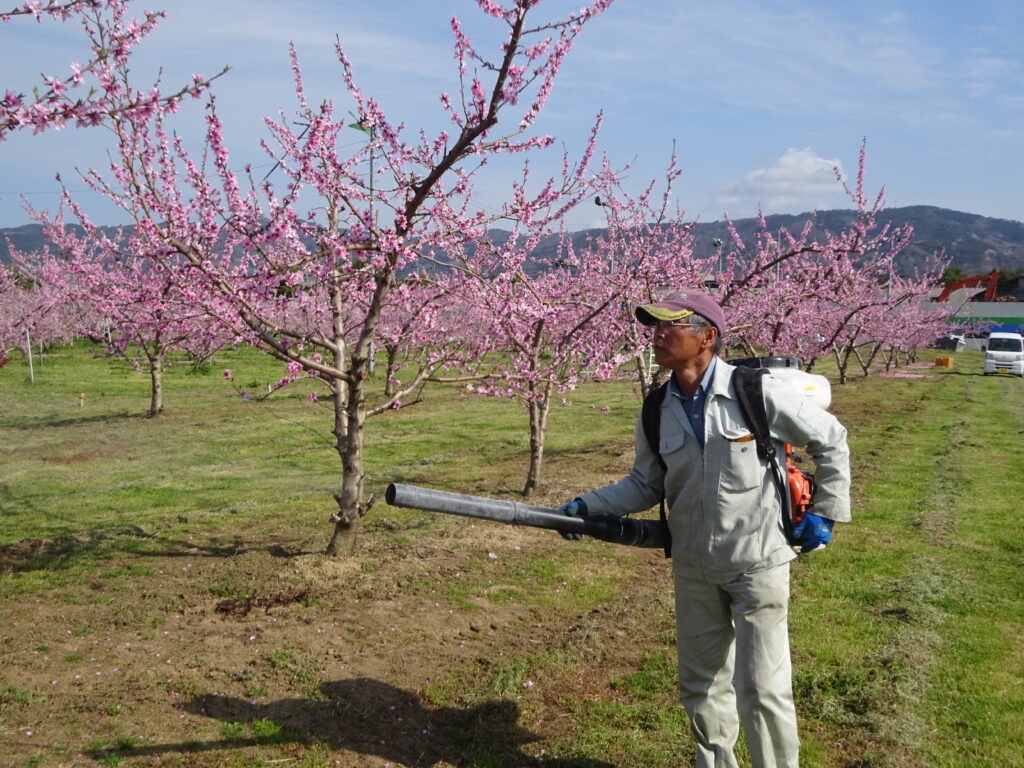 モモの花に背負式動噴で交配