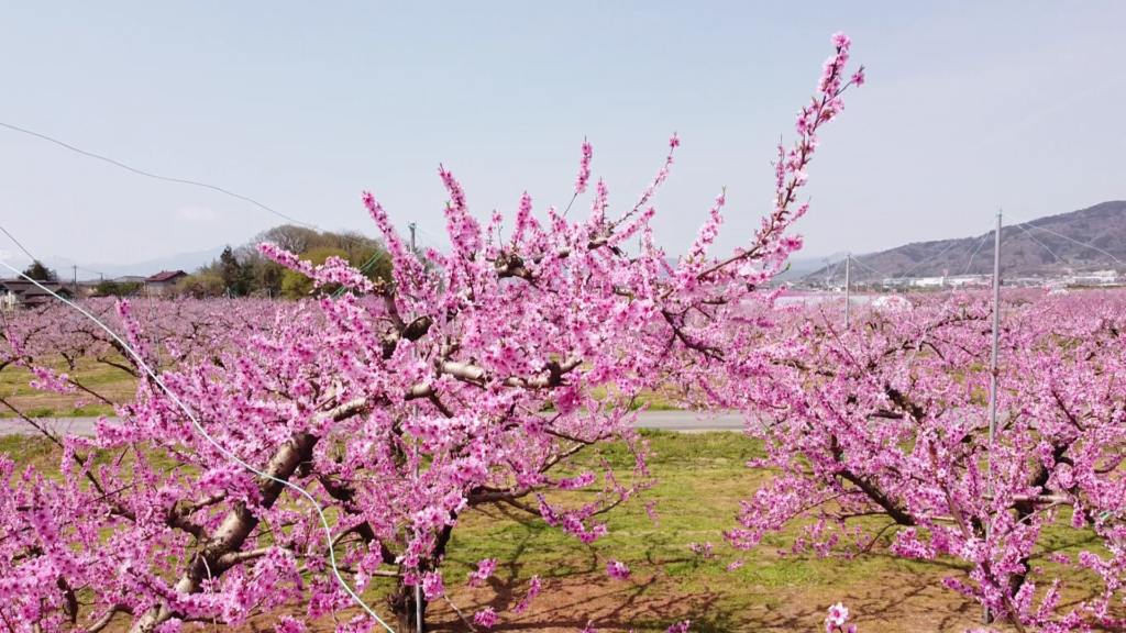 2024年モモの花満開